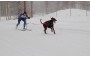 Сани-нарты Kickspark max dog pull для ездового спорта 